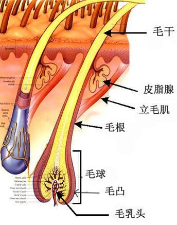 有人会一夜白头的真相太残忍了 白发拔一根真的会长十根就是瞎扯