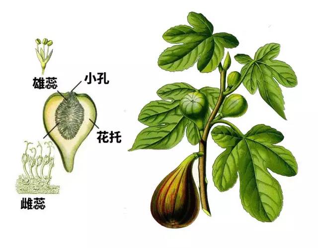 无花果真的没有花吗?无花果开花时照片好萌,它的花原来开在这里!
