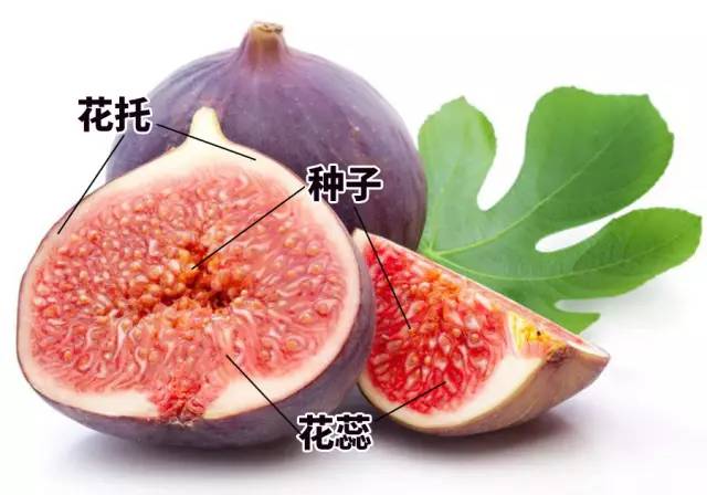 无花果真的没有花吗?无花果开花时照片好萌,它的花原来开在这里!