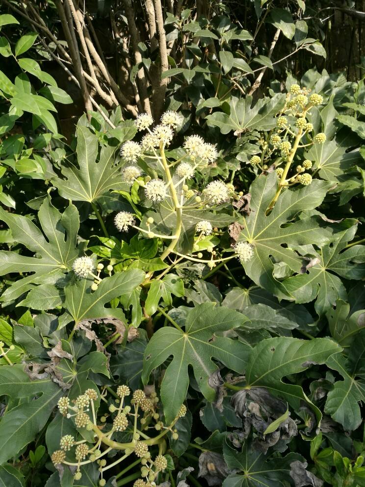 无花果真的没有花吗?无花果开花时照片好萌,它的花原来开在这里!