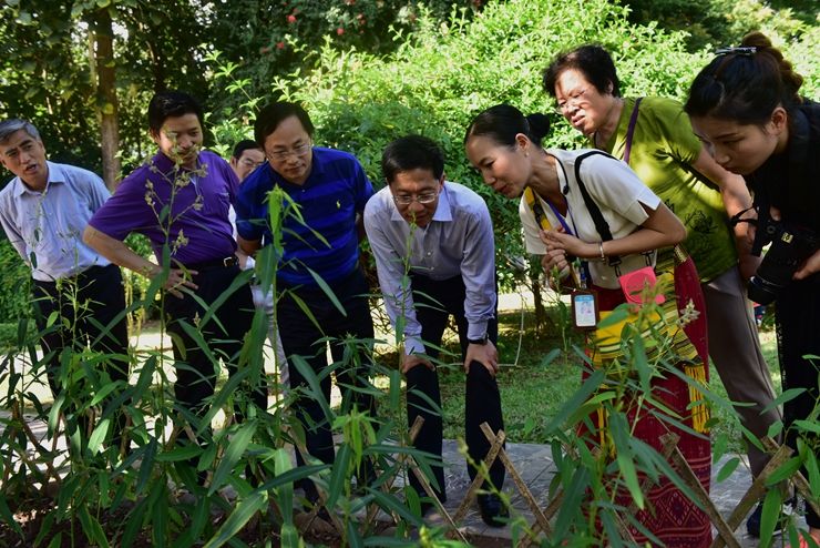 real活泼的跳舞草“跳舞”全过程动图好忘情!它们真的有思想吗?