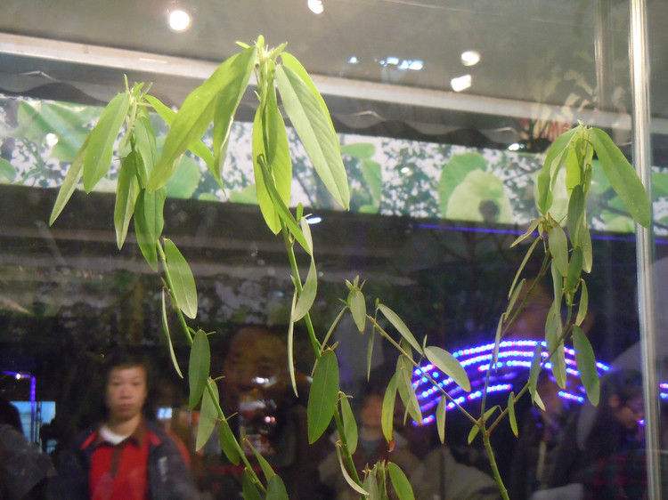 real活泼的跳舞草“跳舞”全过程动图好忘情!它们真的有思想吗?