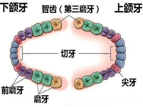 人类身体十大天生缺陷有人能幸免吗?原来我们的抗击打能力弱爆了