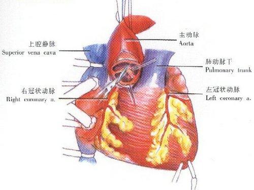 人类身体十大天生缺陷有人能幸免吗?原来我们的抗击打能力弱爆了