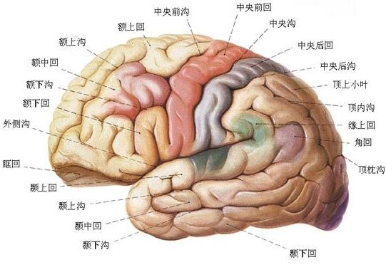 人类身体十大天生缺陷有人能幸免吗?原来我们的抗击打能力弱爆了