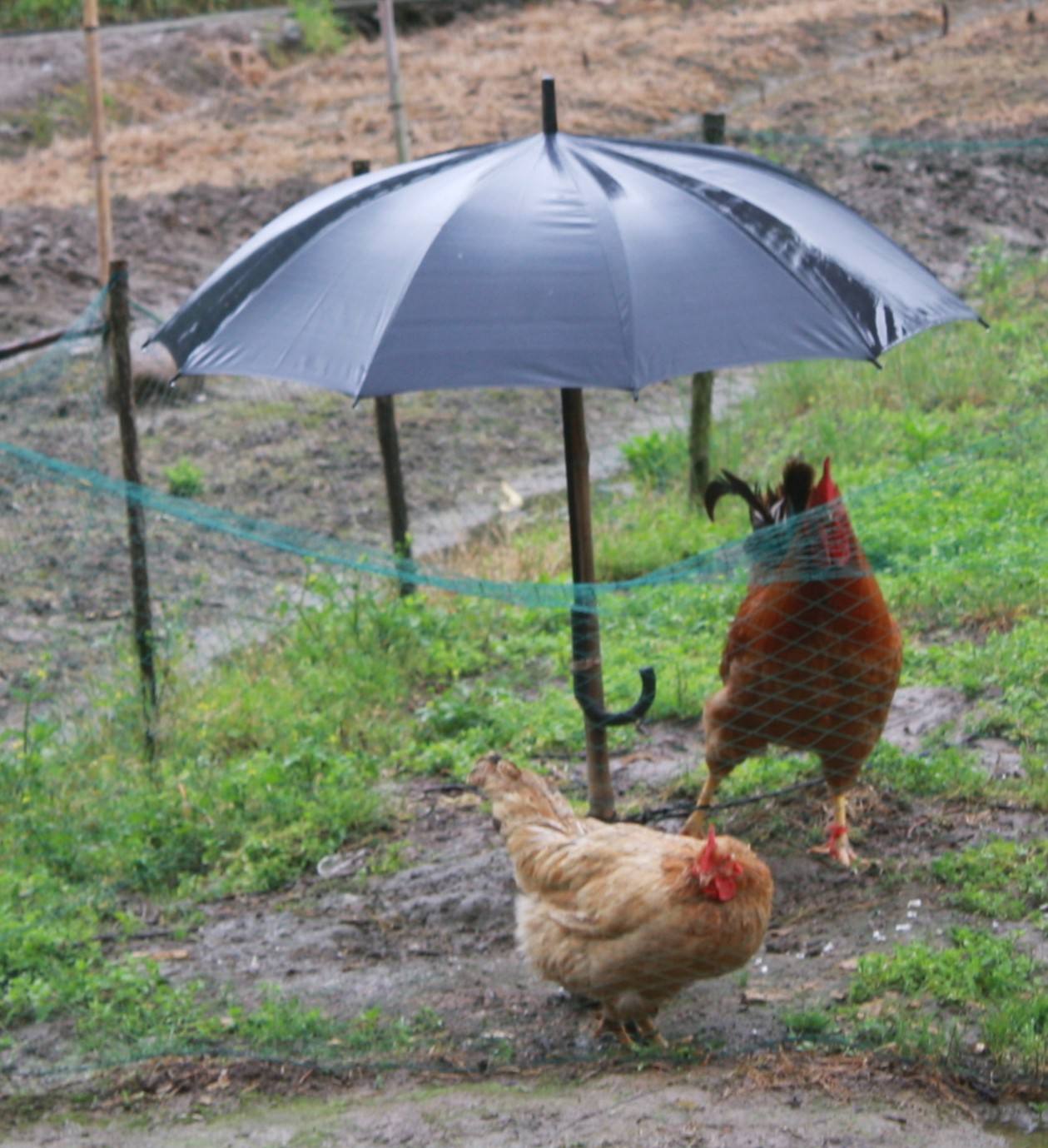 鸡为什么害怕下雨?鸡经常吃小石子是生病了吗?鸡为什么不怕蜈蚣?