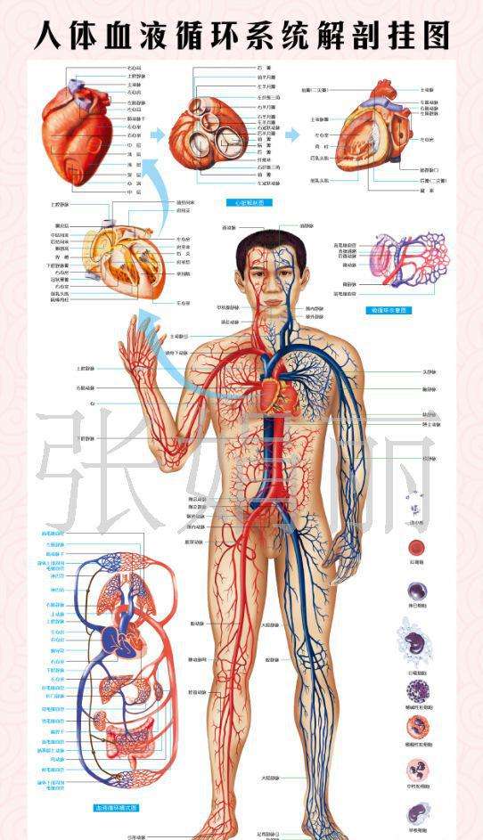 人体血管长度超夸张!为何血管是青色?一滴血液流遍全身要这么久!