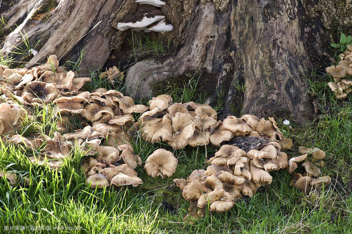 世界上最大的生物竟然是种...蘑菇?巨型真菌能覆盖1655个足球场!