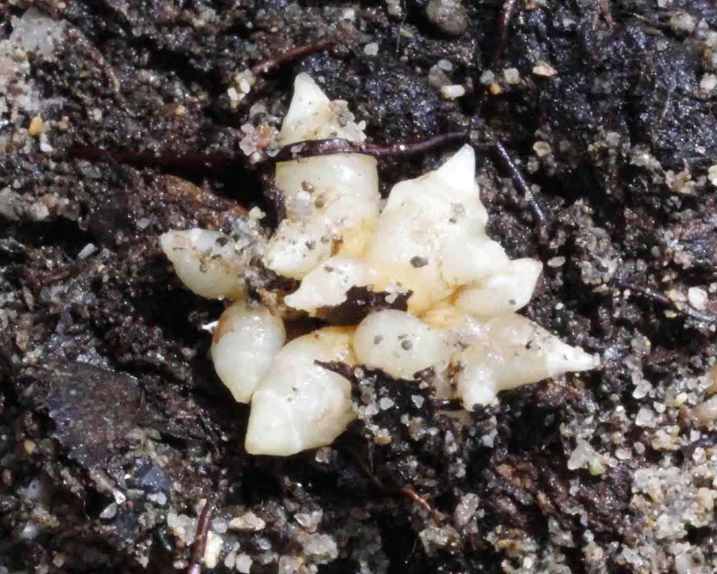 世界上最大的生物竟然是种...蘑菇?巨型真菌能覆盖1655个足球场!