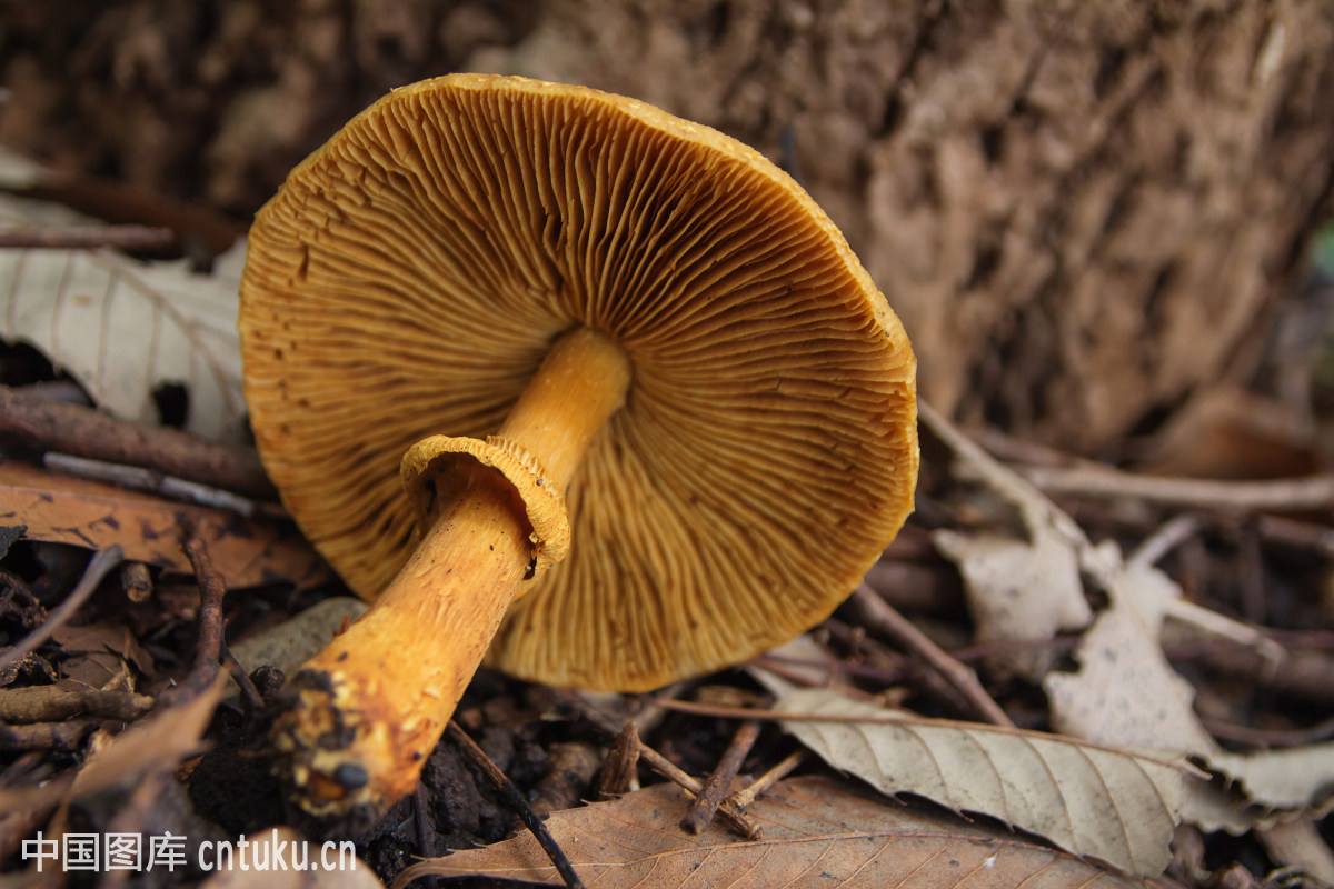 世界上最大的生物竟然是种...蘑菇?巨型真菌能覆盖1655个足球场!