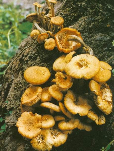 世界上最大的生物竟然是种...蘑菇?巨型真菌能覆盖1655个足球场!
