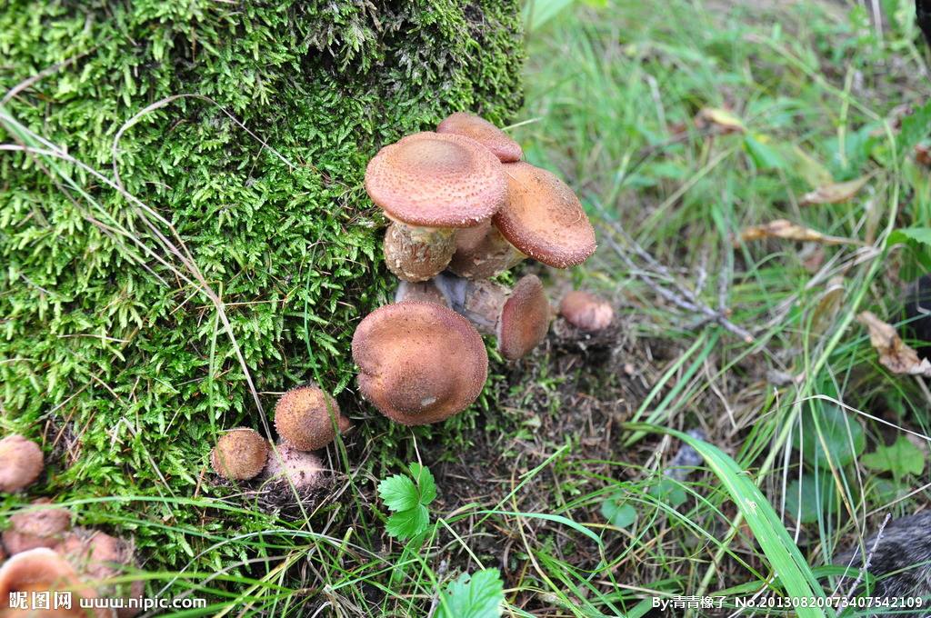 世界上最大的生物竟然是种...蘑菇?巨型真菌能覆盖1655个足球场!