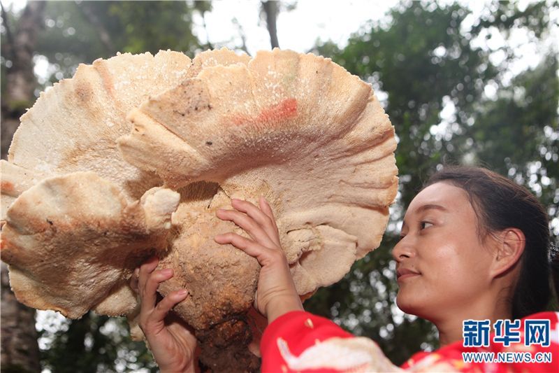 世界上最大的生物竟然是种...蘑菇?巨型真菌能覆盖1655个足球场!
