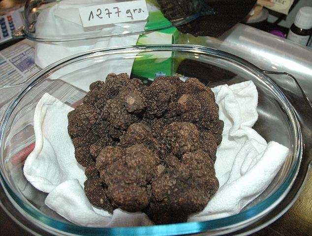 世界上最大的生物竟然是种...蘑菇?巨型真菌能覆盖1655个足球场!
