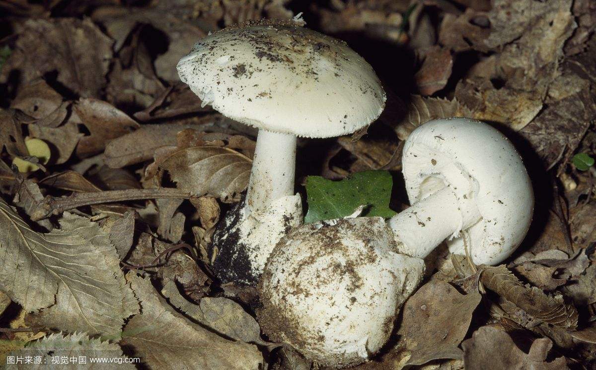 صĢȫ̵ Щ˵˿˾Զ֮