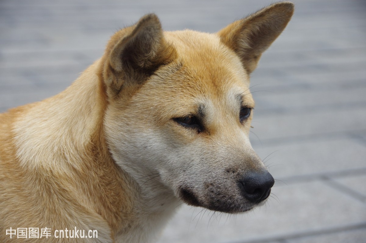 最忠诚的狗狗Ⅰ中华田园犬：护主、适应能力强