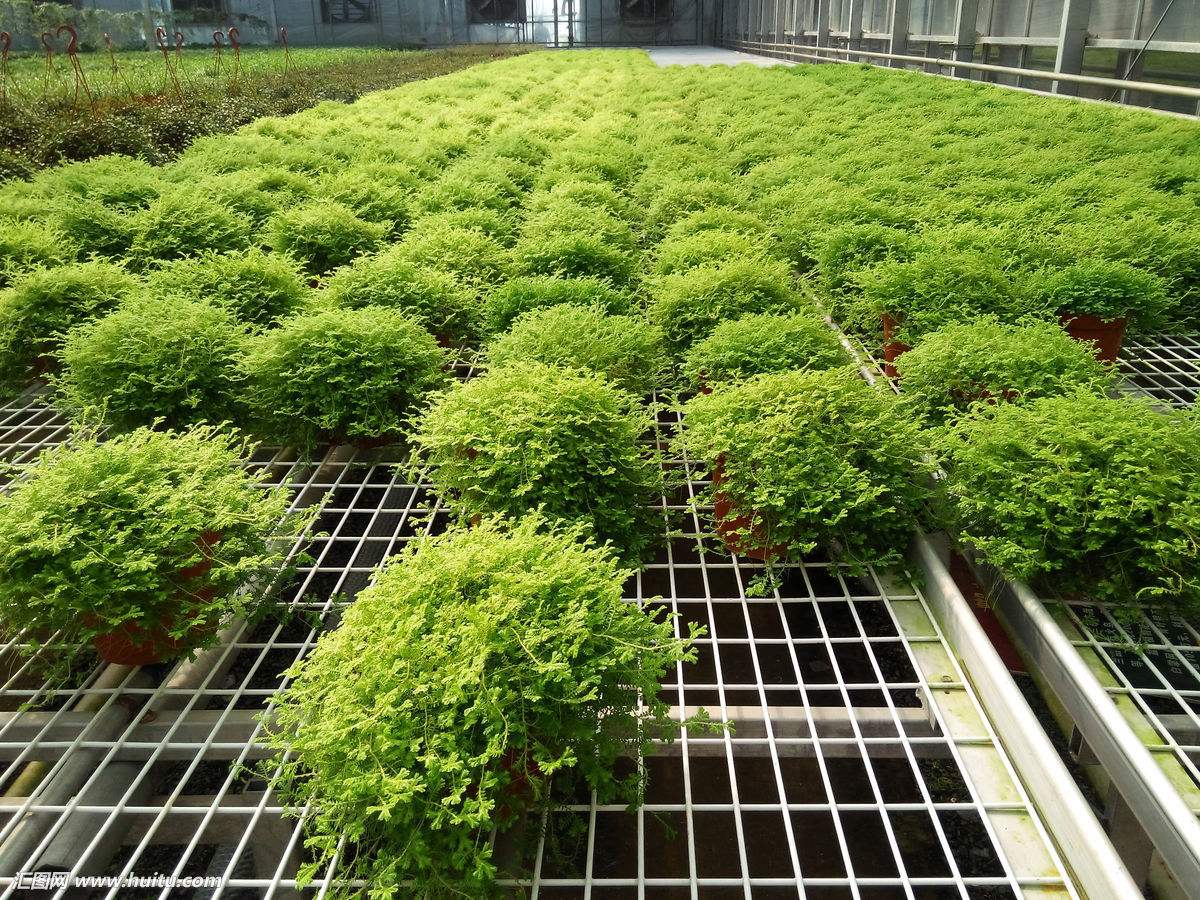 世界上最奇特的植物吸毒草 专吸有毒害气体但放卧室后果这么严重