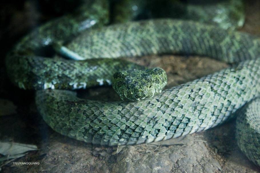 世界上最大的毒蛇 莽山烙铁头蛇毒性排名 怎么就比大熊猫还珍贵?