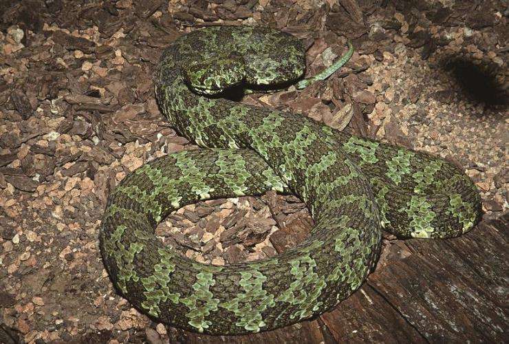 世界上最大的毒蛇 莽山烙铁头蛇毒性排名 怎么就比大熊猫还珍贵?