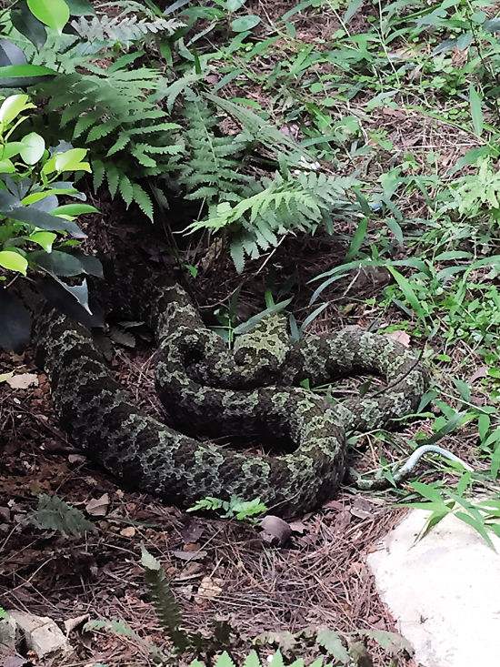 世界上最大的毒蛇 莽山烙铁头蛇毒性排名 怎么就比大熊猫还珍贵?