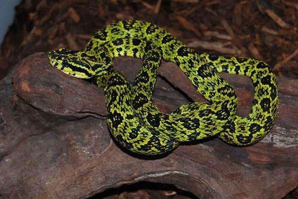 世界上最大的毒蛇 莽山烙铁头蛇毒性排名 怎么就比大熊猫还珍贵?