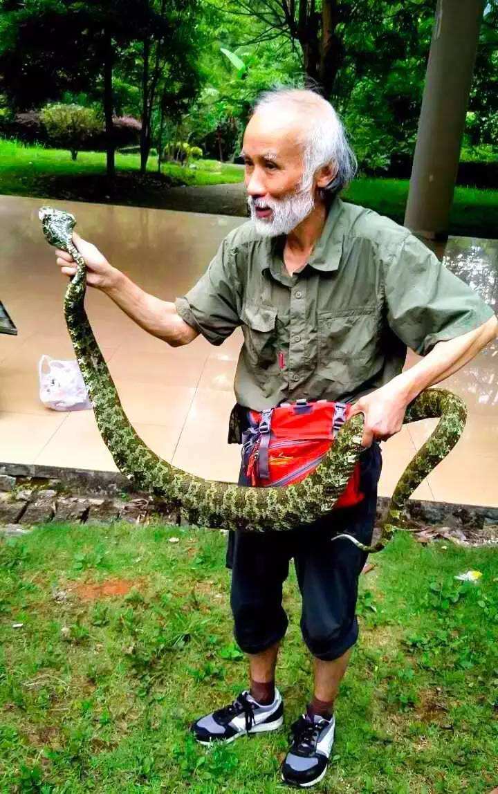 世界上最大的毒蛇 莽山烙铁头蛇毒性排名 怎么就比大熊猫还珍贵?