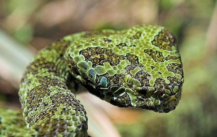 世界上最大的毒蛇 莽山烙铁头蛇毒性排名 怎么就比大熊猫还珍贵?