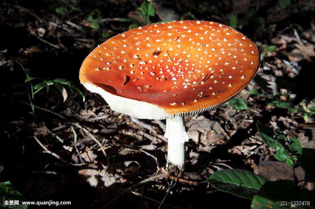 世界上最毒的蘑菇---鹅膏菌 蘑菇中的“毒王”有能食用的品种吗?