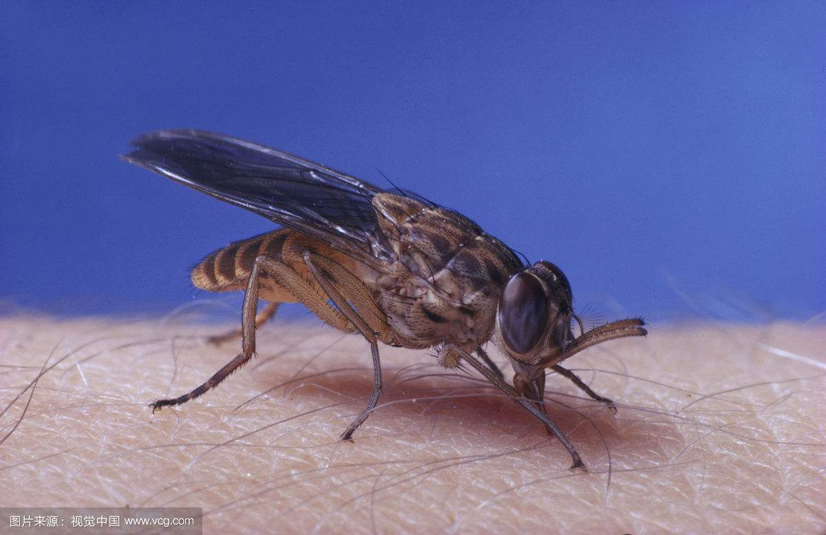 世界上最可怕的致命昆虫最全盘点 遇见它们还盯着看?赶紧逃命吧!