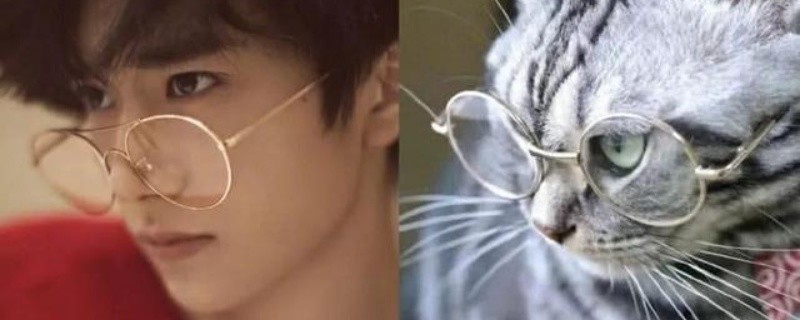 易烊千玺的猫叫什么名字